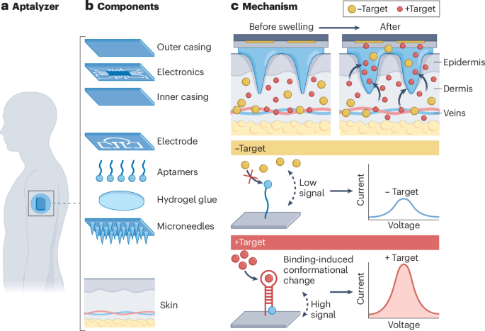 Integrated hydrogel microneedle aptamer sensor for wearable insulin ...