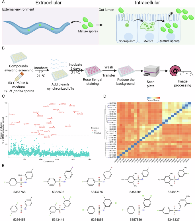 Fig. 1: High-throughput screen of 2500 ChemBridge compounds identifies benzenesulfonamides which inhibit N. parisii infection of C. elegans.