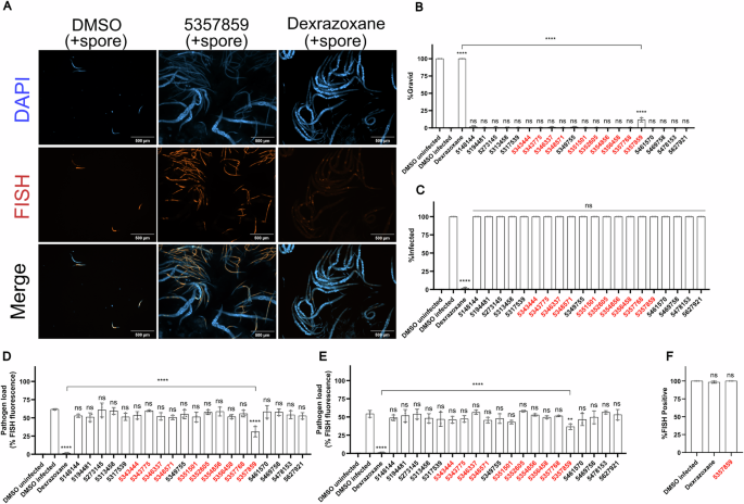 Fig. 3: Tested ChemBridge compounds do not inhibit microsporidia proliferation except for 5357859.