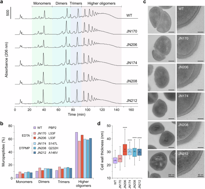 Fig. 2: Reduced peptidoglycan cross-linking and increased cell wall thickness in mutant isolates.