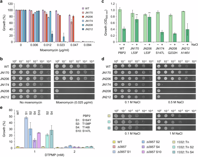 Fig. 3: Influence of PBP2 mutations on sensitivity to moenomycin and osmotic stress.