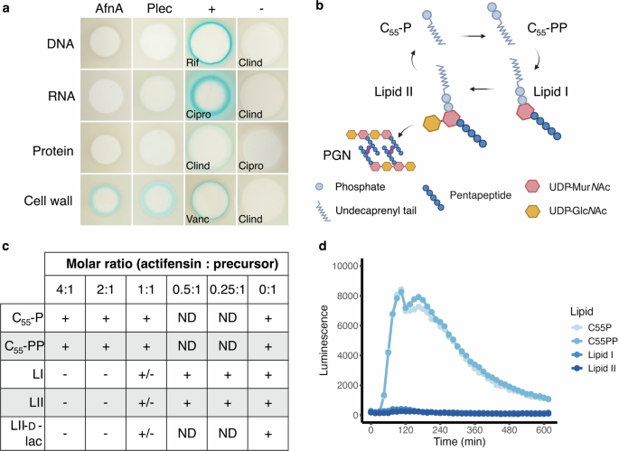 Fig. 1: Actifensin complexes with the peptidoglycan precursor molecule, lipid II.