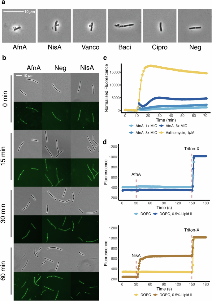 Fig. 2: Actifensin’s action interferes with cell wall biosynthesis without directly impacting the cell membrane.