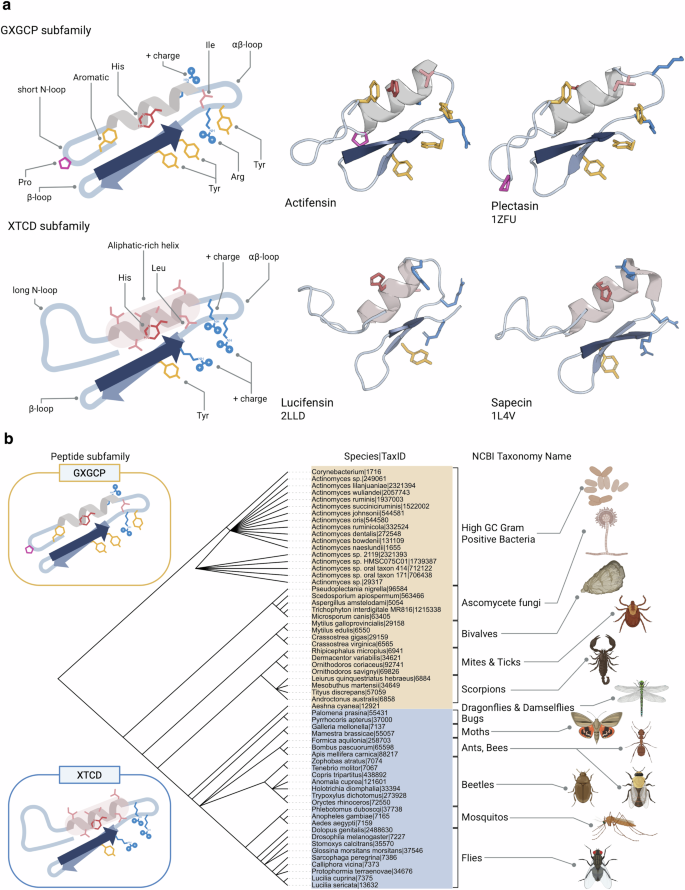 Fig. 4: Conserved structures and spread of the GXGCP and XTCD subfamilies of the CSαβ peptides.