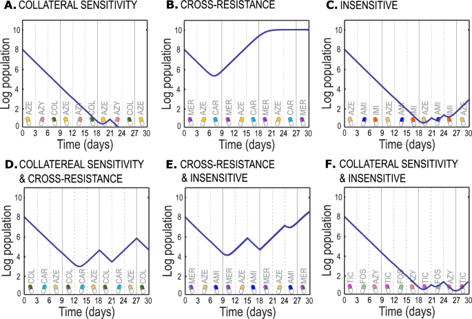 Fig. 5: Qualitative long-term behavior of bacterial growth under cycling protocols.