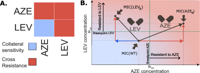 Fig. 7: A Interactions between antibiotics Aztreonam (AZE) and Levofloxacin (LEV) for P. aeruginosa35: The first row delineates the profile of the AZE-evolved resistant strain AZER, which shows cross-resistance with respect to LEV; and the second row delineates the profile of the LEV-evolved resistant strain LEVR, which shows collateral sensitivity with respect to AZE.
