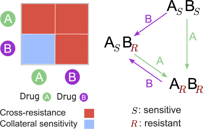 Fig. 8: A hypothetical heatmap of drug A and drug B is shown on the left.