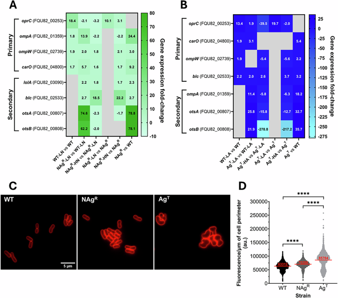 Fig. 1: Cell surface defense mechanisms identified in silver-adapted A. baumannii.