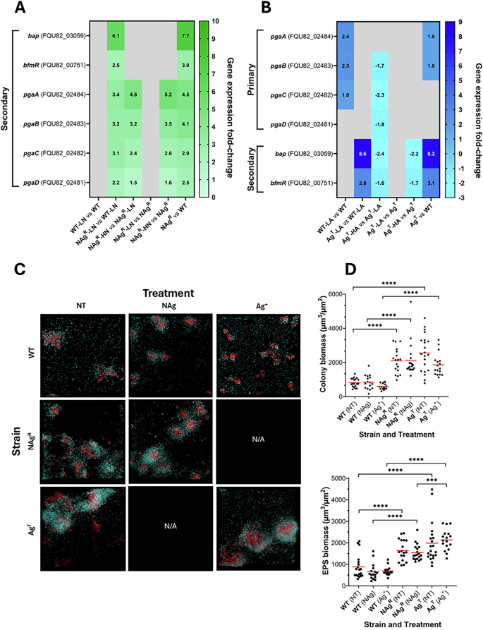 Fig. 2: Changes in biofilm growth behavior in silver-adapted A. baumannii.