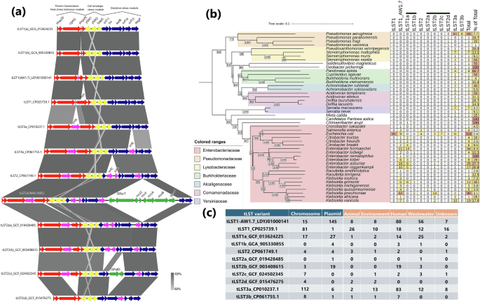 Fig. 1: Genomic structure and phylogenetic distribution of tLST variants across bacterial species.