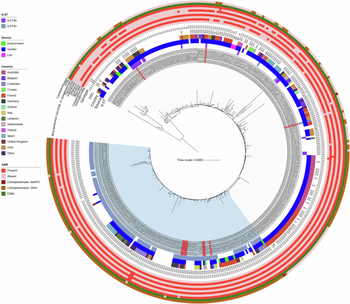 Fig. 3: Midpoint rooted maximum likelihood core genome phylogenetic tree of P. aeruginosa ST111 (alignment length: 4,247,477 bp, variable sites: 7698; IQTREE Best Fit Model: TIM + F + R10).
