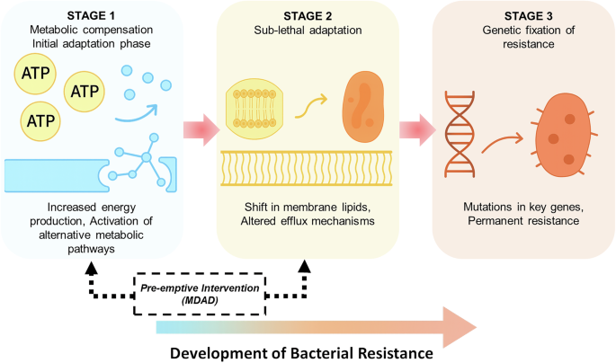 Fig. 1: The MDAD model illustrating stages of antibiotic resistance evolution.