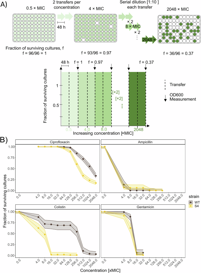Fig. 2: Benzalkonium chloride (BAC)-sensitive E. coli MG1655 (wildtype, WT) shows increased evolvability against antibiotics as compared to its BAC-tolerant S4 strain.