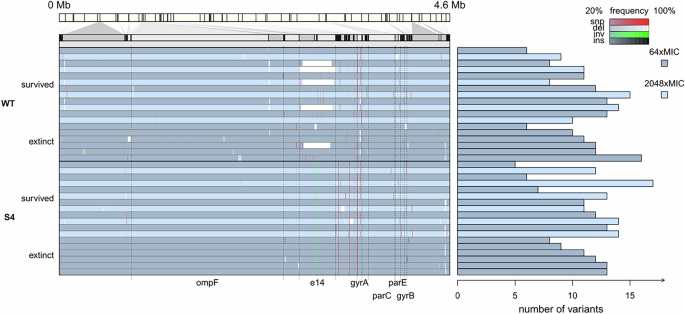 Fig. 3: The ompF gene is preferentially mutated in the WT strain and not in the BAC-tolerant strain upon adaptive laboratory evolution to ciprofloxacin (CIP).