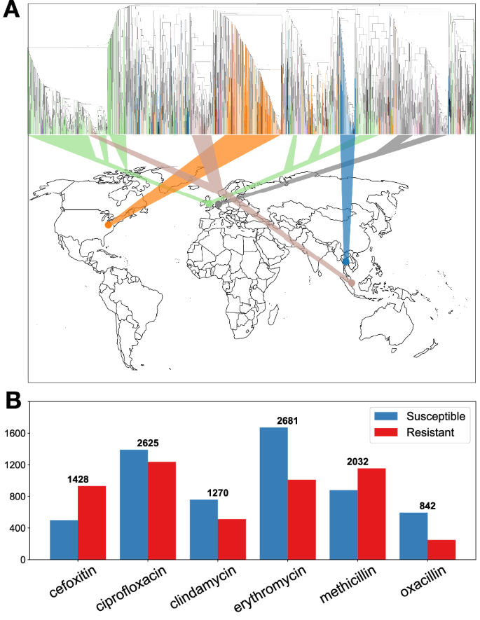 Fig. 1: Global diversity and phenotype balance of the S. aureus dataset.