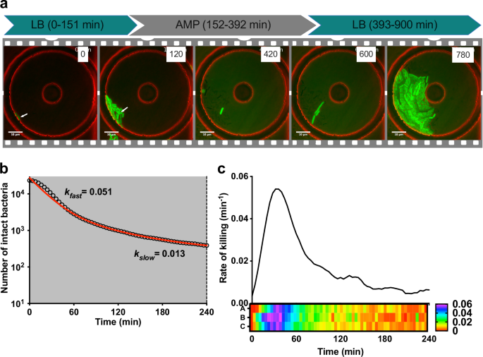 Fig. 1: UPEC persistence during ampicillin exposure.