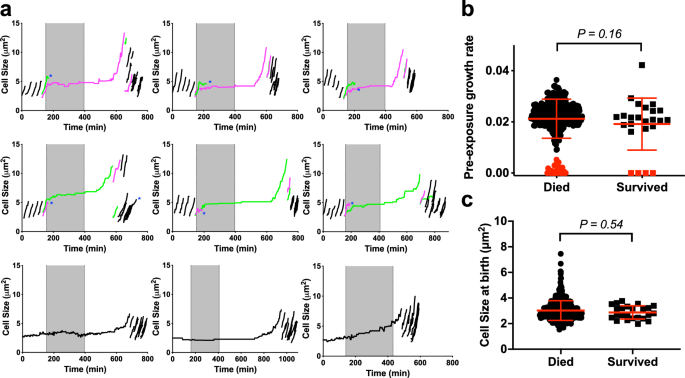 Fig. 2: UPEC persistence is not linked to single-cell growth rates.