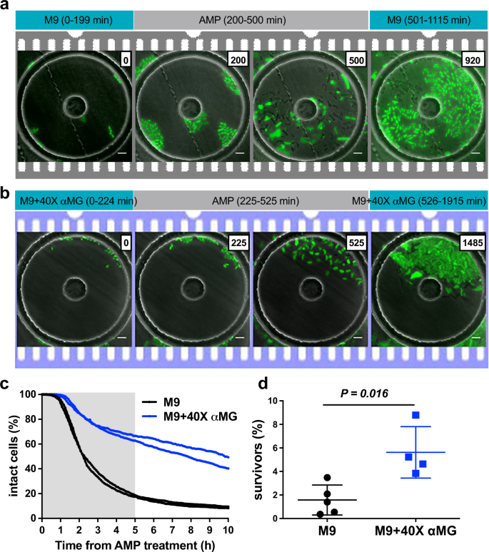 Fig. 3: Ampicillin-mediated lysis is influenced by αMG in microfluidic cultures.