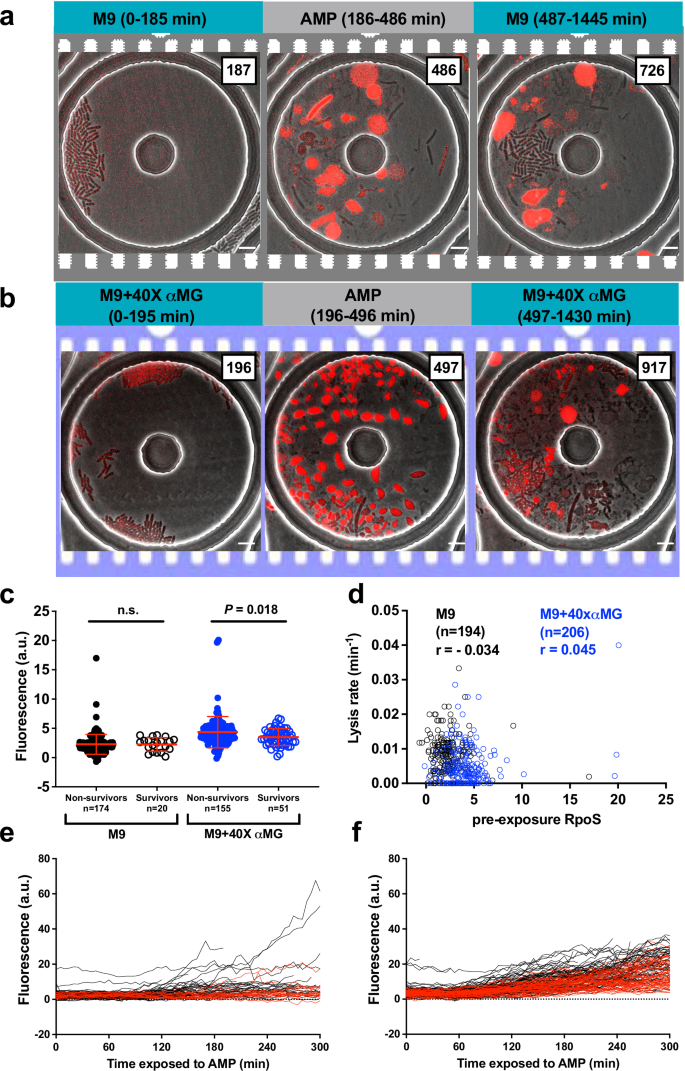Fig. 5: RpoS levels do not contribute to survival against ampicillin.