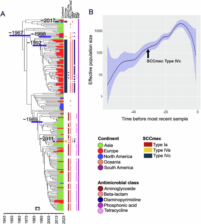 Fig. 4: Molecular dating of ST2250 (n = 212 genomes).