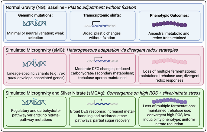 Fig. 6: Summary of genomic, transcriptomic, and phenotypic features observed across NG, sMG, and sMGAg evolved populations.