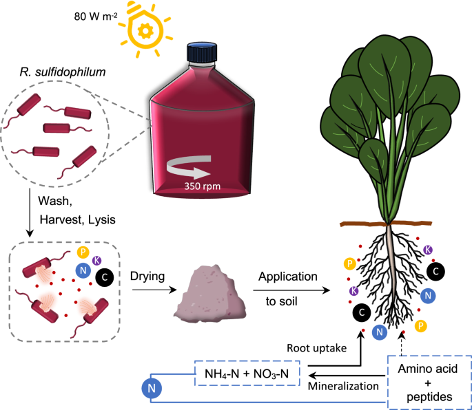 Utilization of lysed and dried bacterial biomass from the marine purple photosynthetic bacterium Rhodovulum sulfidophilum as a sustainable nitrogen fertilizer for plant production