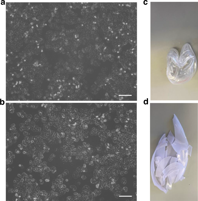Fig. 1: Impact of conventional SUP Petri dishes with those made from PLA on adhesion and growth of MCF-7 cells and the effects of autoclaving.