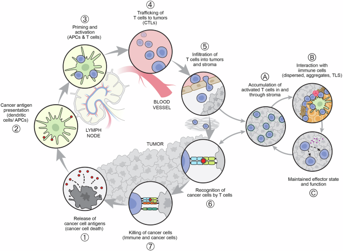 Fig. 3: The updated cancer-immunity cycle as conceived and published by Mellman and Chen in 2023, including the stromal sub-cycle.