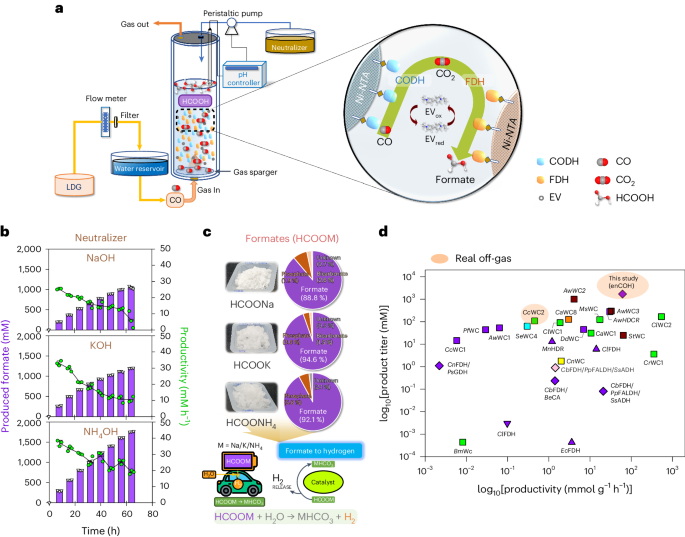 Fig. 5: Formate production through enCOH with continuous gas flow.