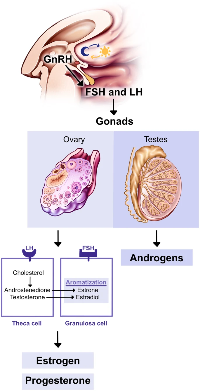 This figure illustrates GnRH secretion, as well as the downstream effects of FSH and LH. It also shows the action of FSH and LH on gonads, and depicts the two-cell, two-gonadotropin model of estrogen synthesis.