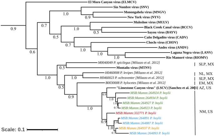 Fig. 4: Phylogenetic tree of the “LSCV” M Segment.