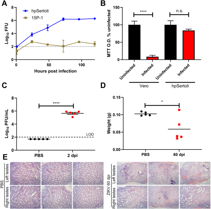 Fig. 1: Human primary Sertoli cells support long-term infection of ZIKV with minimal cell death, but widespread damage is observed in testes of A129 mice.