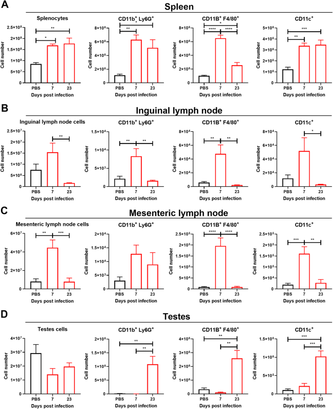 Fig. 4: Macrophages, neutrophils and DCs infiltrate testes at 23 dpi.