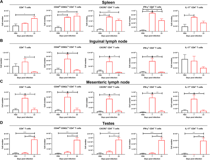 Fig. 5: CD4+ T cells accumulate in testes at 23 dpi.
