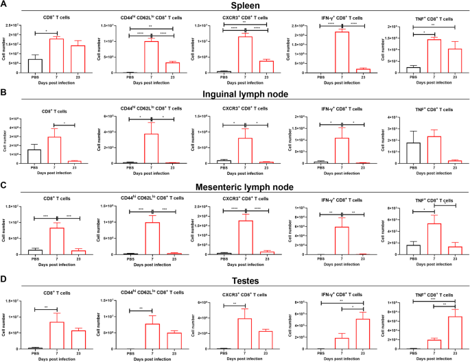 Fig. 6: CD8+ T cells accumulate in testes at 7 and 23 dpi and in lymph nodes at 7 dpi.