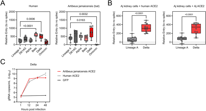 Fig. 1: Receptor compatibility of Jamaican fruit bats and SARS-CoV-2 Delta.