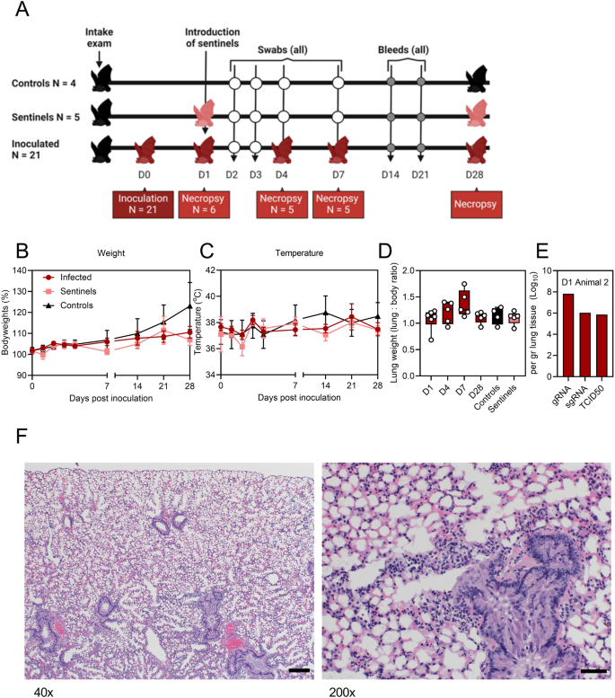 Fig. 3: Inoculation of Jamaican fruit bats with SARS-CoV-2 Delta.