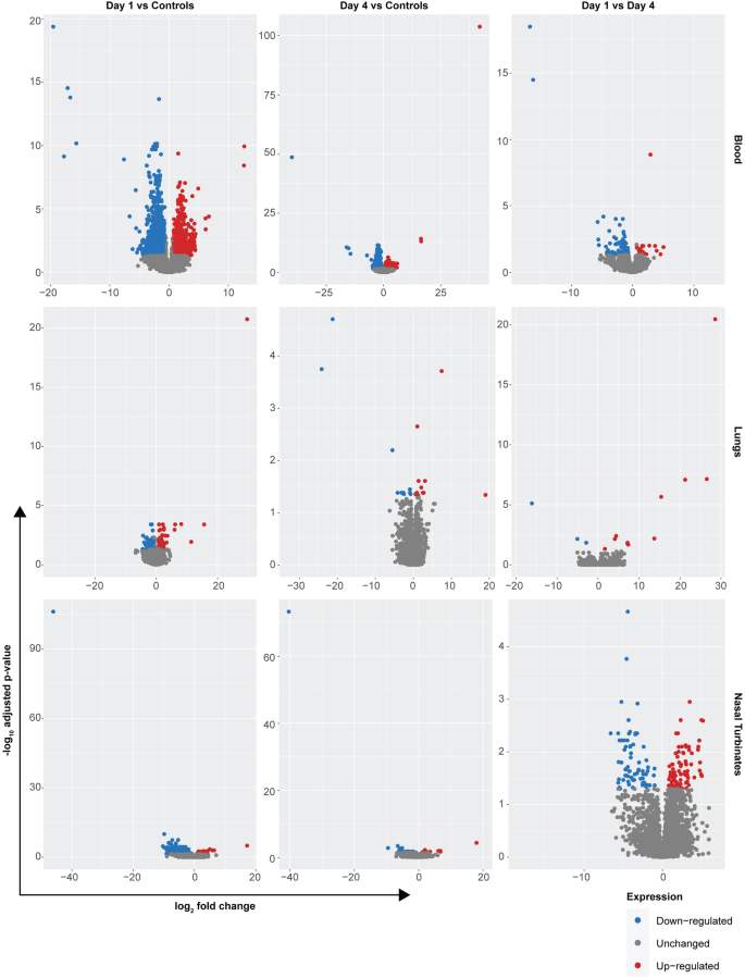 Fig. 5: Transcriptional changes in Jamaican fruit bat respiratory tract after inoculation with SARS-CoV-2 Delta.