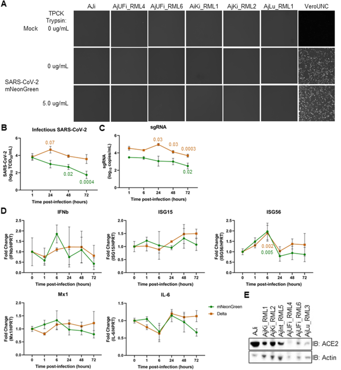 Fig. 6: SARS-CoV-2 Delta infects Jamaican fruit bat cells inefficiently.