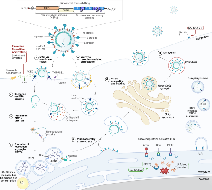 A portrait of the infected cell: how SARS-CoV-2 infection reshapes cellular processes and pathways