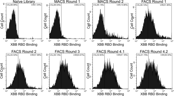 Xbbd Potent bivalent nanobody constructs that protect against the SARS-CoV-2 ...