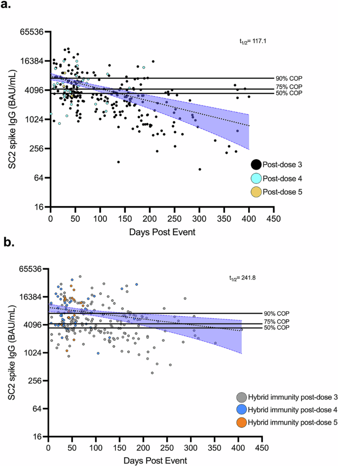 Fig. 2: Anti-SC2 spike IgG durability in booster-only and hybrid immunity models.