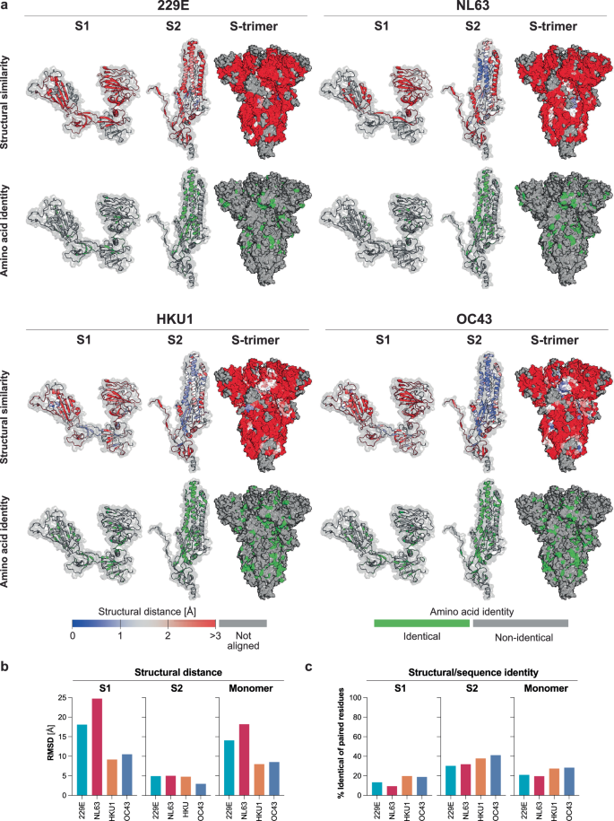 Fig. 1: Structural and sequence comparison of SARS-CoV-2 with seasonal human coronavirus spikes.