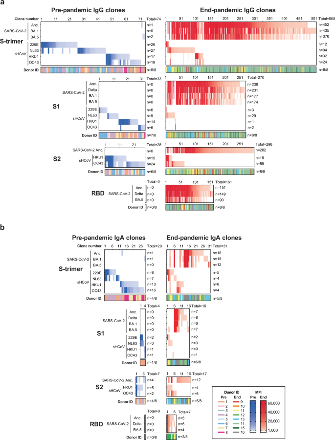 Fig. 3: Cross-reactivity of individual IgG and IgA B-cell clones towards SARS-CoV-2 and seasonal human coronaviruses.
