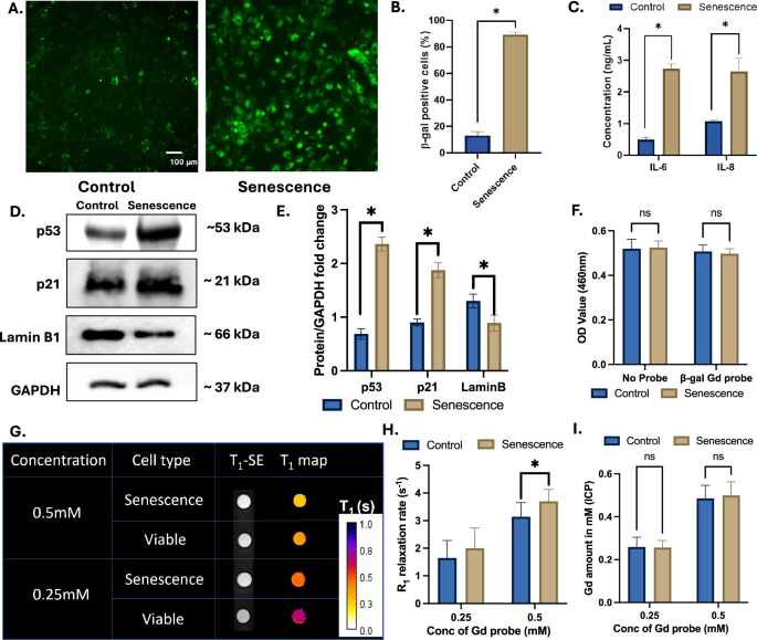 Fig. 2: Senescence of MSCs detected by β-gal responsive Gd-chelate.