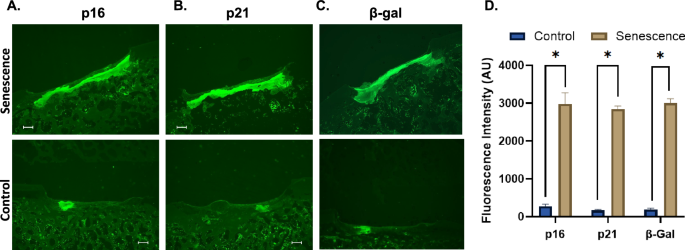 Fig. 5: Histological comparison of viable and senescent cell implants in pig knee cartilage.