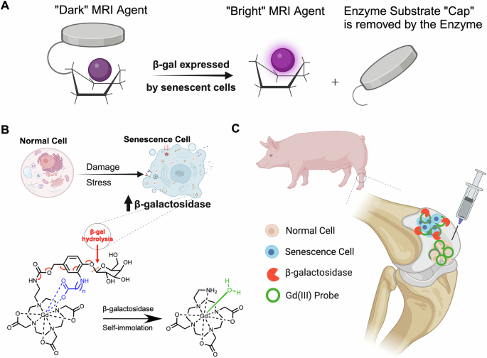 Fig. 6: Concept of imaging senescent cells with a β-gal sensitive Gd-chelate.