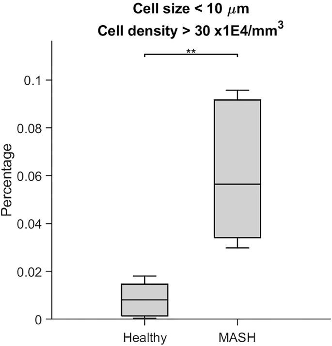 Fig. 7: MRI-Derived Cell Size and Density Distinguish Healthy from MASH.