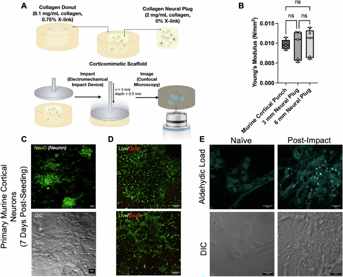 Fig. 1: Aldehydes are produced following concussion-like impact in primary neurons growing in a corticomimetic scaffold.