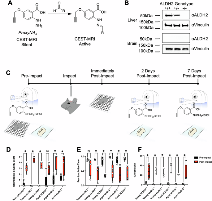 Fig. 3: Experimental procedure for evaluation of mTBI in ALDH2−/− mouse model using behavioural tests, histology, and ProxyNA3 CEST-MRI.
